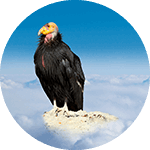Hamber the California Condor