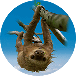 Tico the Two-Toed Sloth