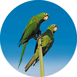  Domingo & Andrea the Hispaniolan Parakeets
