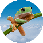 Leaf the Morelet’s Tree Frog