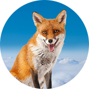 PRE ORDER DUE DECEMBER Fox Frontier
