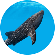 Aquatic Animals | Frontier Airlines Aquatic Animals | Frontier Airlines