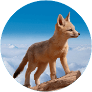 PRE ORDER DUE DECEMBER Fox Frontier
