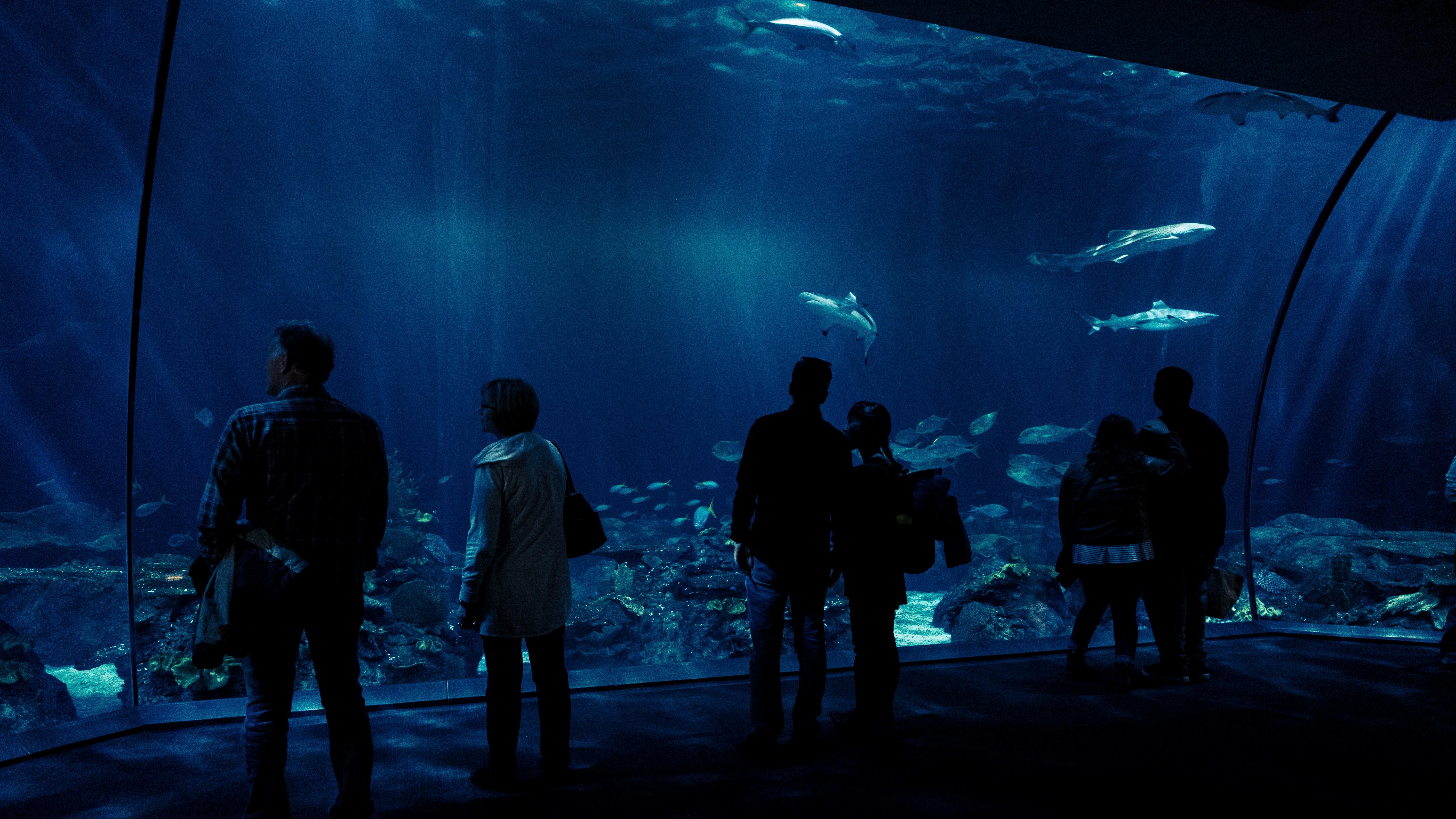 Аквариум наблюдать. Аквариум Шедда Чикаго. Океанариум Шедда. Аквариум мертвецов (Aquarium of the Dead). Чикаго аквариум Шедда в 1860.