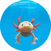 Luis the Axolotl